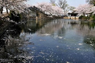 无锡太湖鼋头渚赏樱花纷飞、船游三山仙岛、蠡园、相遇桃花1日游