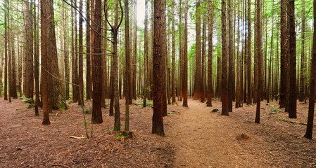 红木森林