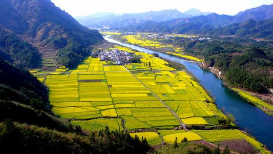 齐云山俯瞰高山油菜花、西递、卢村木雕楼赏油菜花、屯溪老街四星品质二日游